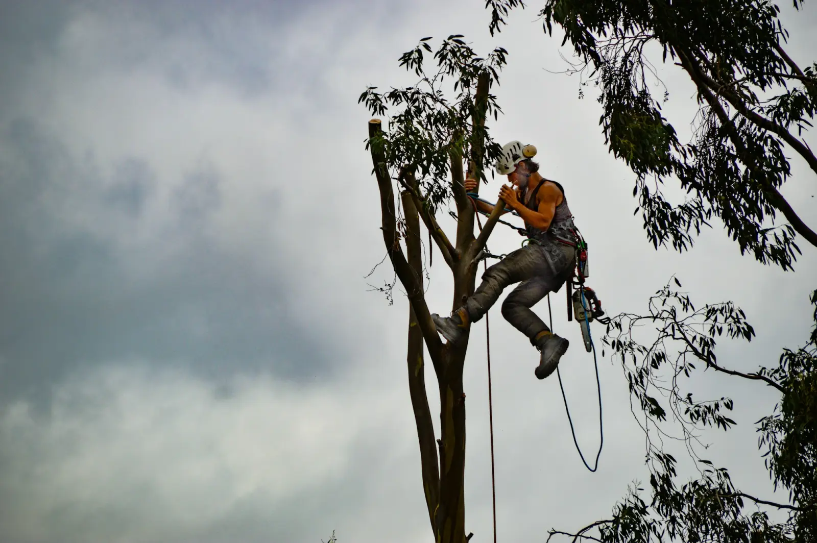 An arborist in orange safety gear climbing a tall tree